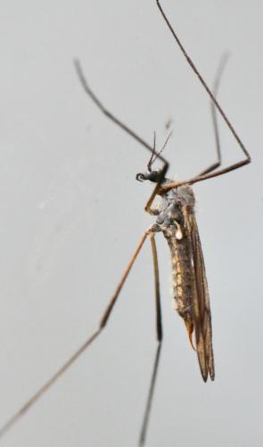 Ormosia sp.
